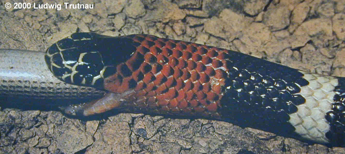 Micrurus pyrrhocryptus Bild01